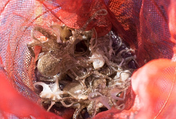 서천 동백꽃 주꾸미축제