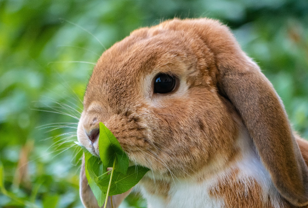 23년 토끼띠운세