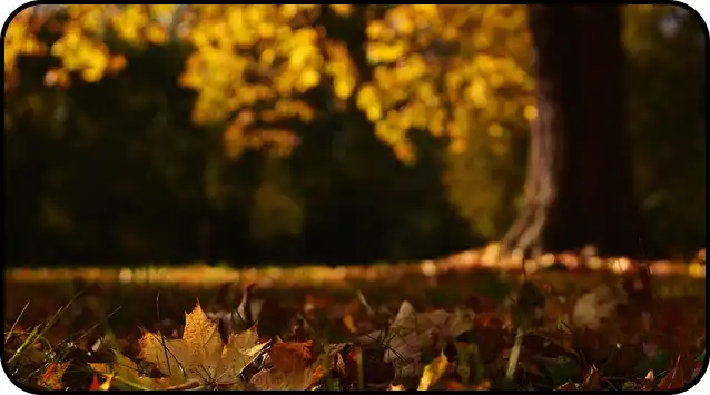 2024년 내장산 단풍절정시기