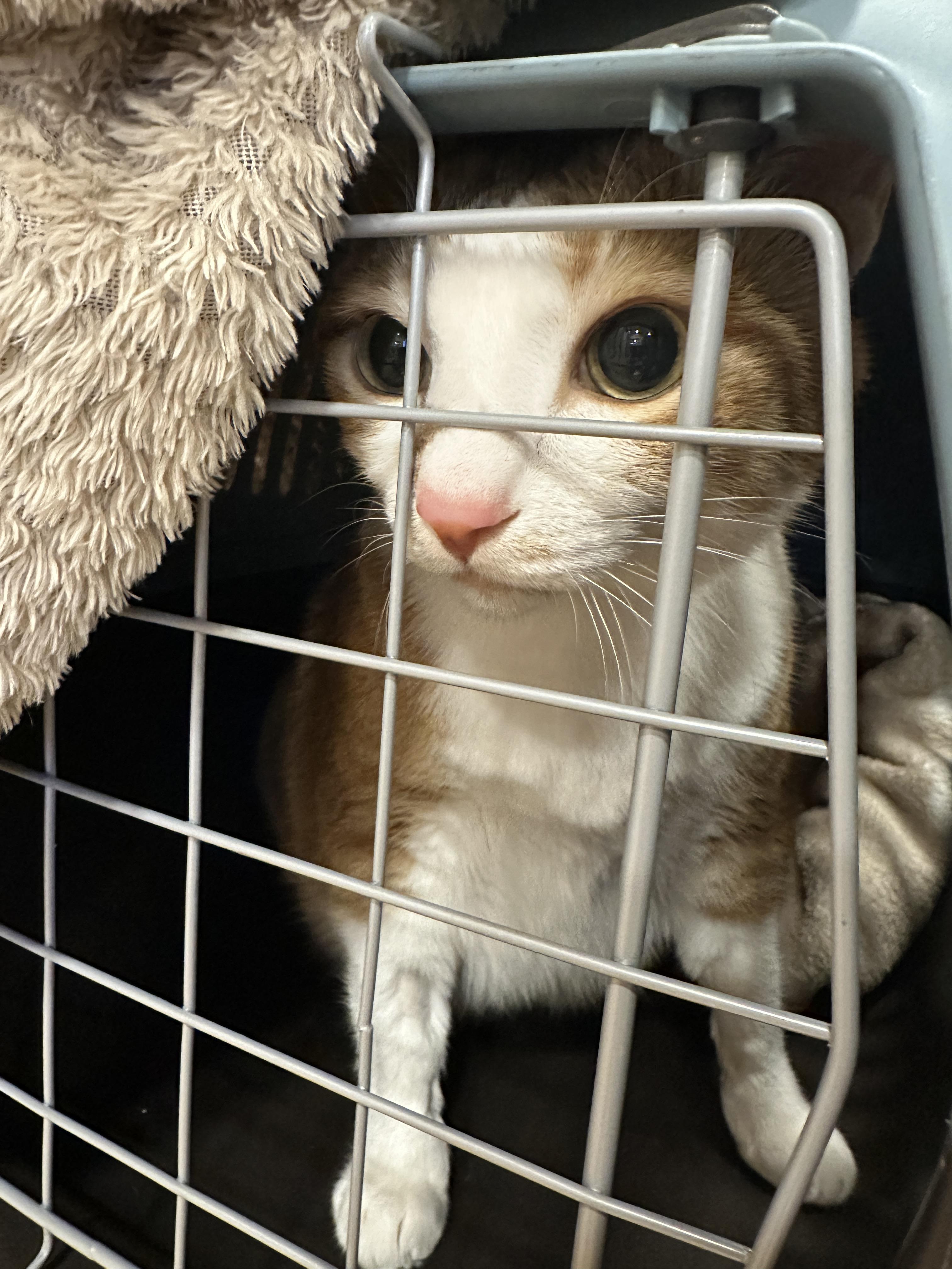 병원에_도착한_호야