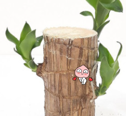 행운목
