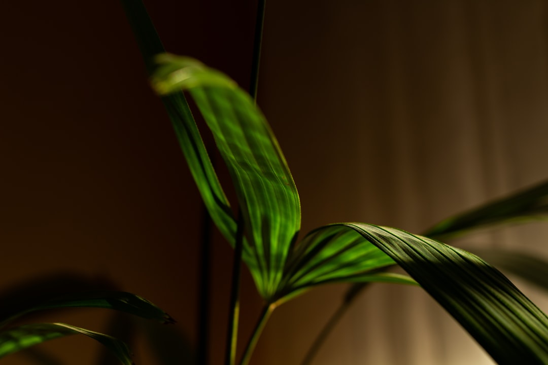 Plant sterol