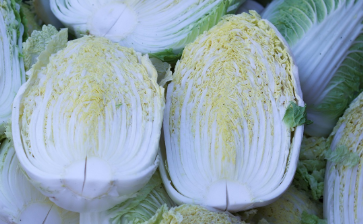 백김치 담그는 방법