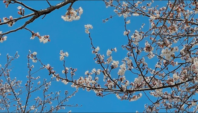 만경강 벚꽃길6