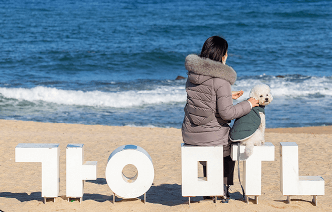 강원도 겨울 반려동물 애견 동반 여행지 추천