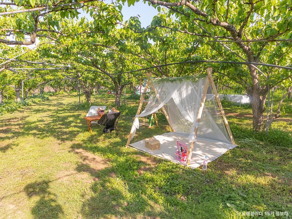 칠곡 자연들녘 과수원