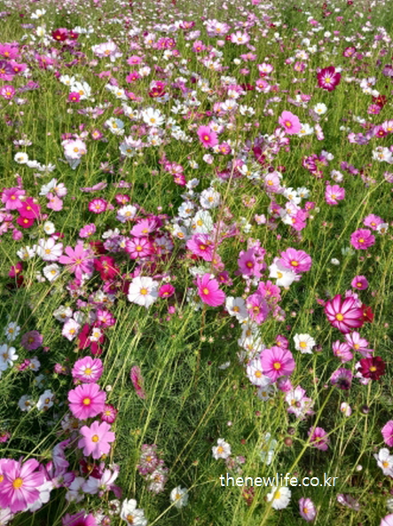 구리 한강시민공원에 핀 분홍색과 흰색 일반 코스모스 꽃
