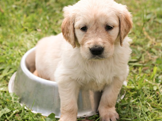 강아지 사료 종류 및 의미 (홀리스틱,그레인프리,휴먼그레이드)