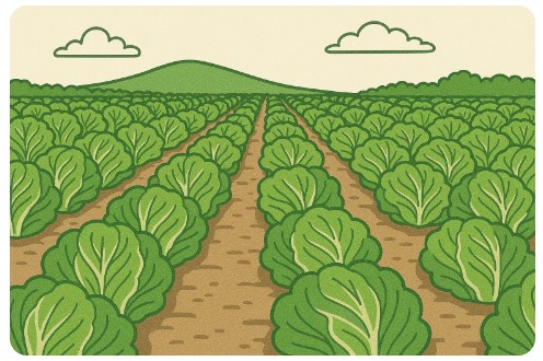 강원도 절임배추 사전예약