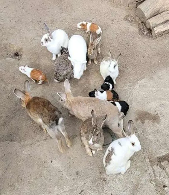 쥬쥬동산
