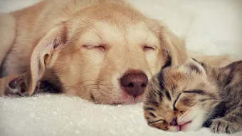 개 고양이 트라조돈 약물 사용 가이드와 주의사항 정리_7