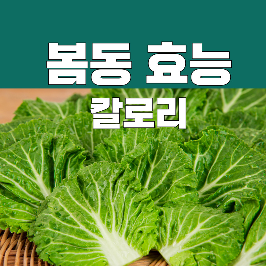 봄동 효능