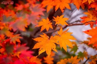 가을 단풍여행 베스트 명소 시니어 추천 코스 완벽 가이드_4