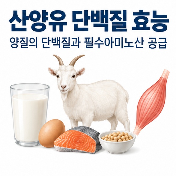 산양유 단백질 효능이라는 제목과 산양유, 단백질 분자, 근육과 식사를 함께 표현한 대표 이미지