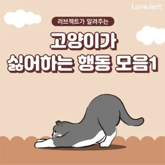 고양이 행동 분석 교정 언어 의미_14