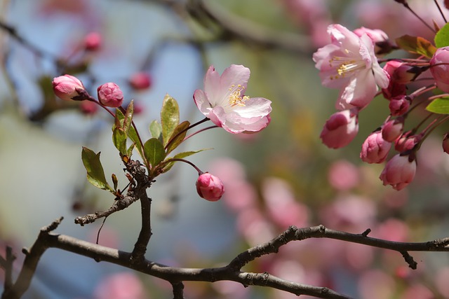구례 벚꽃 축제