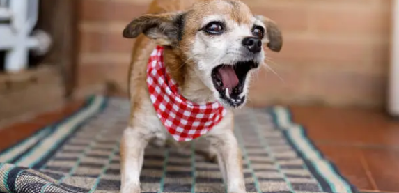 강아지가 짖는 모습