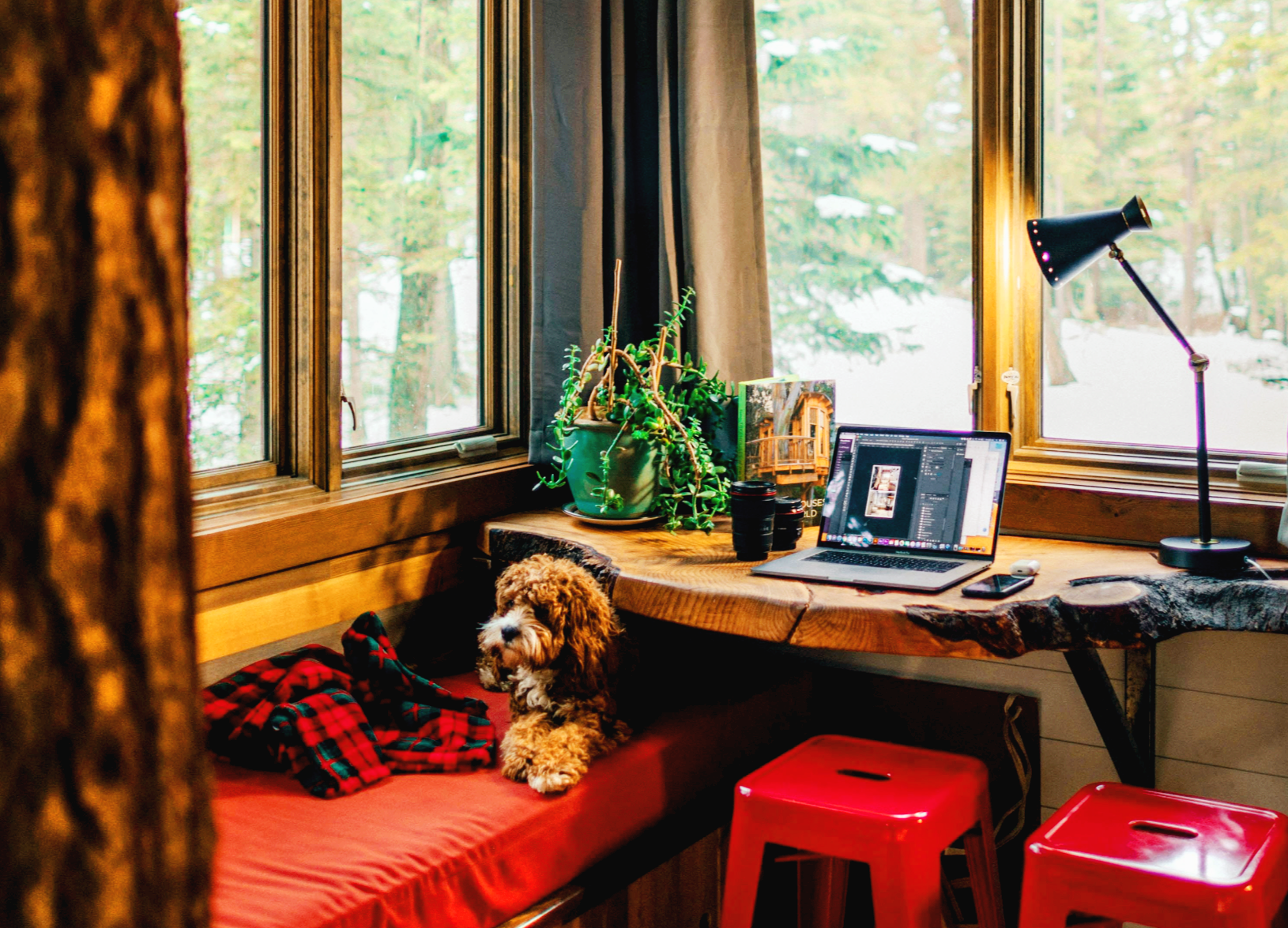 입양 후 첫 2주, 분리불안을 만들지 않기 위한 보호자의 루틴