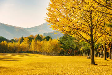 남이섬 어쿠스틱 청춘 페스티벌 총 정리