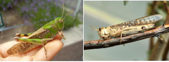 🦗 밤마다 들려오던 정체불명의 울음소리, 풀무치였어요