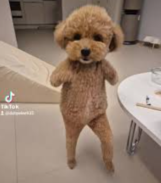 강아지 AI 춤 무료 필터 틱톡에서 유행 짤 만드는 초간단 방법 꿀팁 2