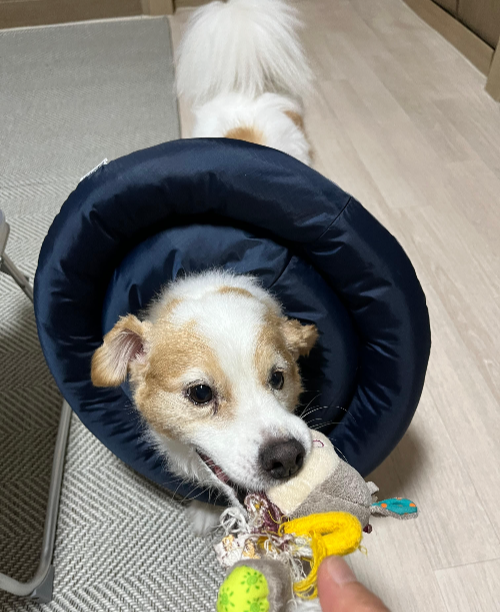 노령견의 행동변화