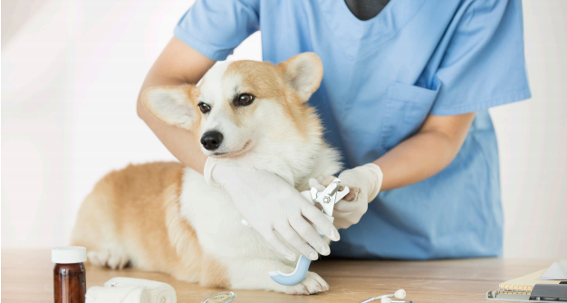 수의사-하는일-업무환경-되는법-학과-전망