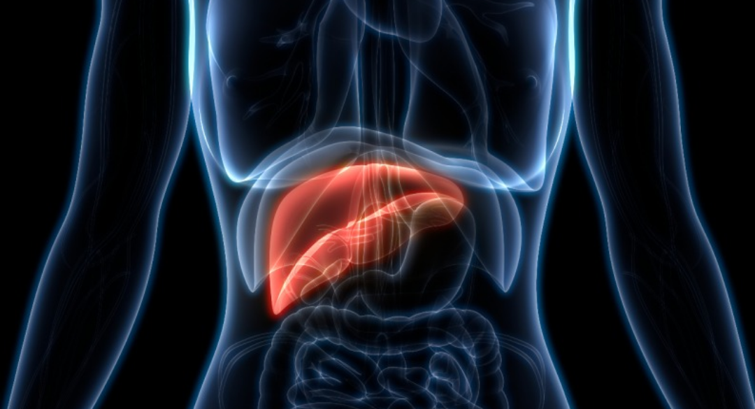 인체 모습 안에 간이 빨갛게 표시되어 있다.