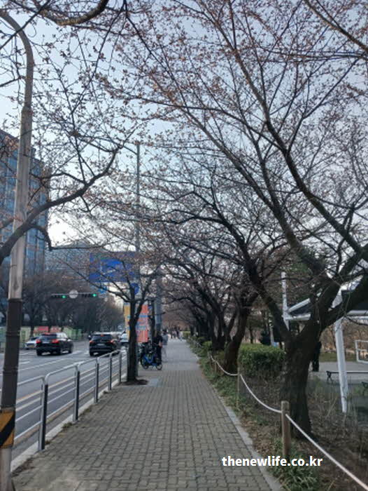 여의도 벚꽃 축제 가는 길 지하철 9호선 사진