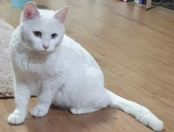 터키시앙고라 고양이 유전병 성격 가격_8