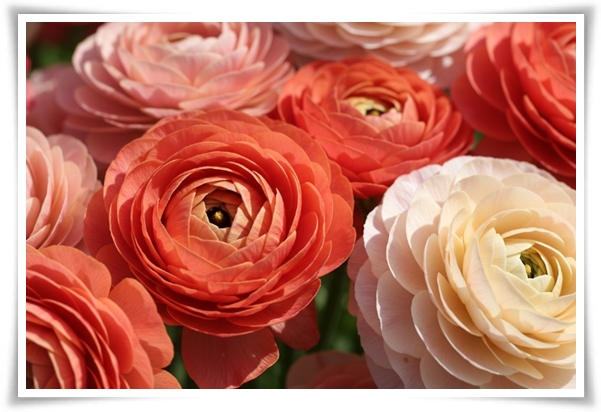 "라넌큘러스" 봄의 로맨스를 담은 매혹적인 매력의 꽃 봄의 요정!