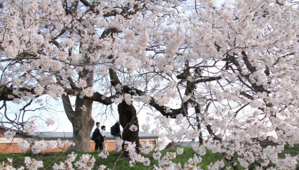 담양 벚꽃 명소