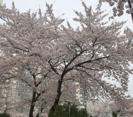 벚꽃 명소