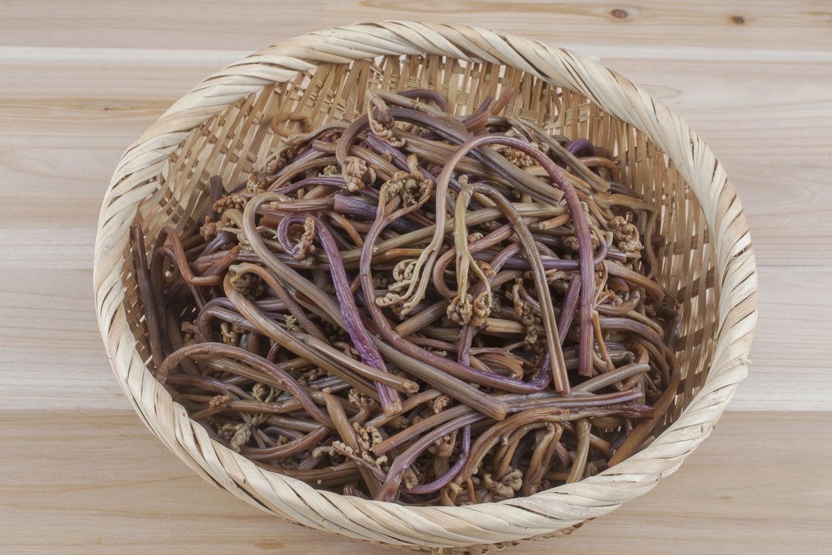 고사리를 설명하는 사진
