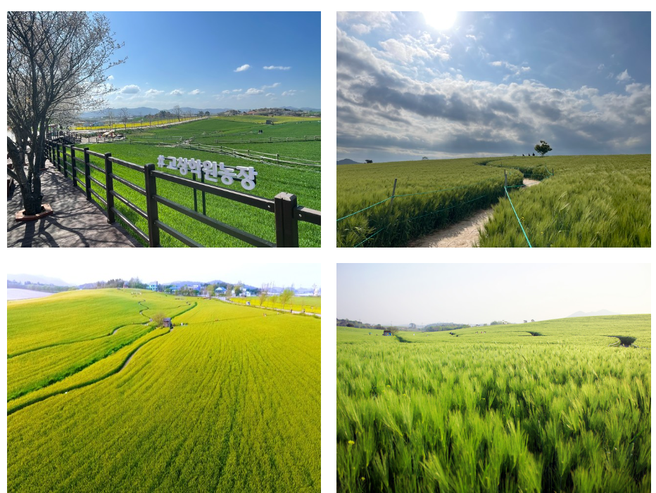 고창농원 전경 관련 사진