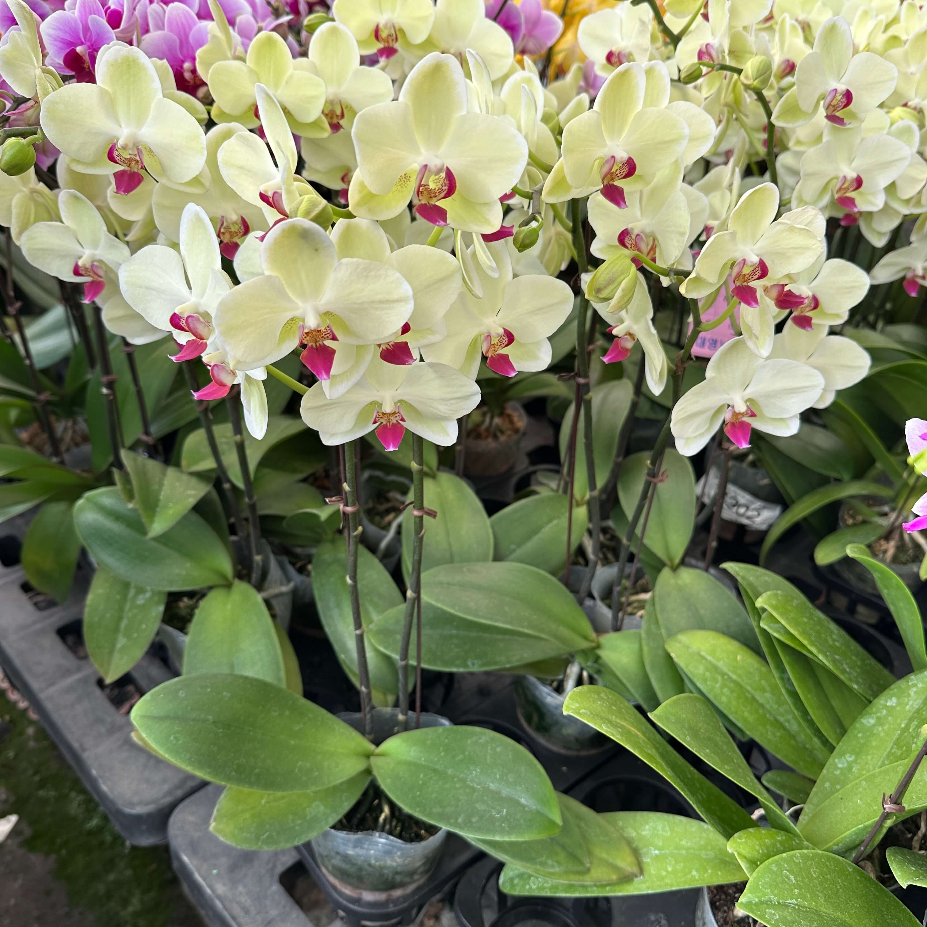 호접란 키우는 법