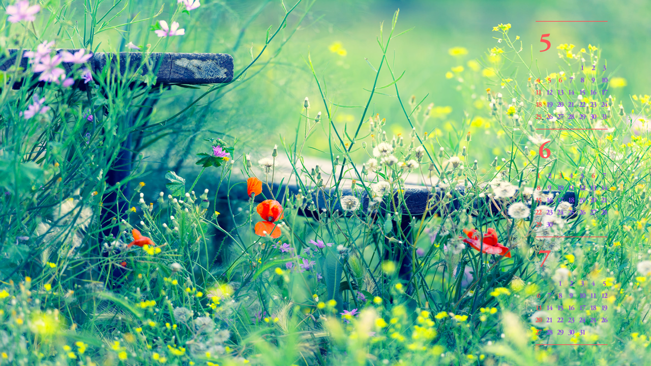 07 양귀비꽃 B - 2025년6월 노트북배경화면