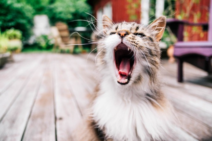 하품을 하는 고양이.