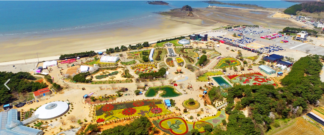 태안 튤립 축제