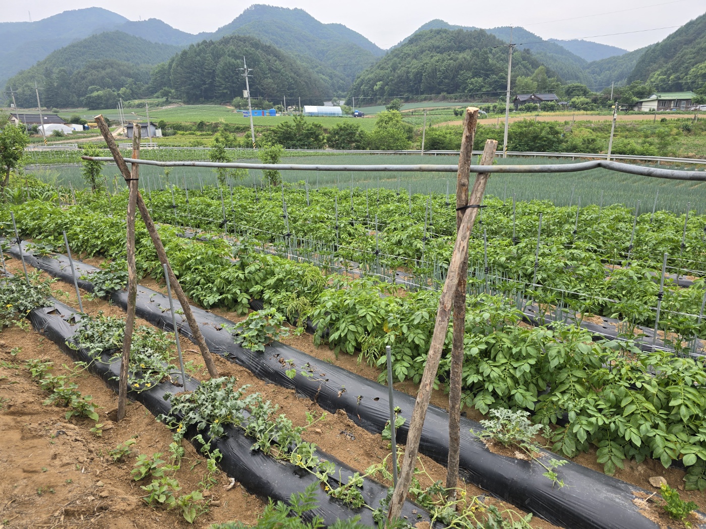 수박지지대 작업 1