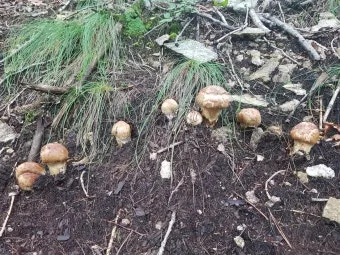 송이버섯 채취시기가격 정보를 확인_3