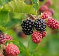 고혈압에 좋은 음식