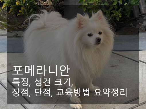 포메라니안 특징, 성견 크기, 장점, 단점, 교육방법 요약정리