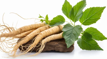 산양삼/출처:어도비스톡