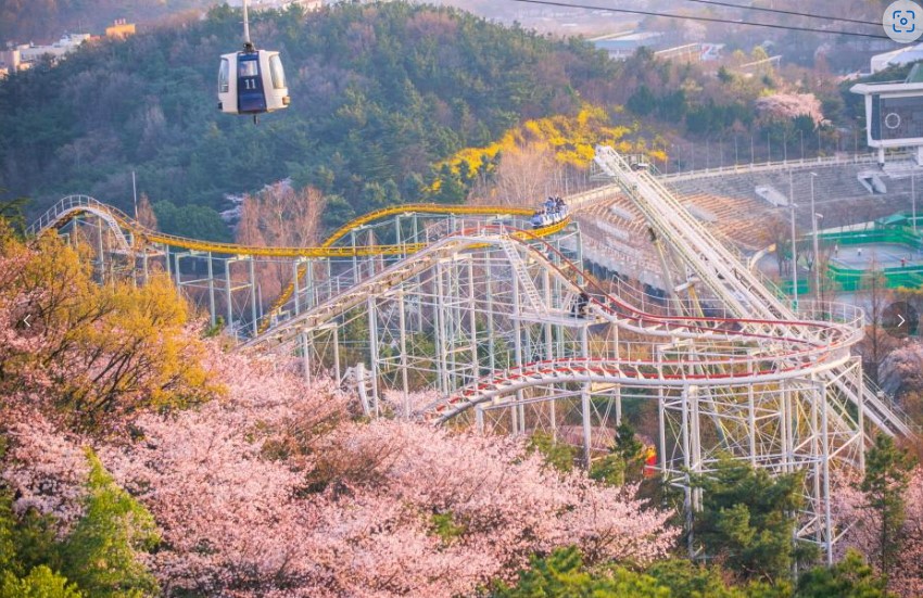 이월드 벚꽃 축제