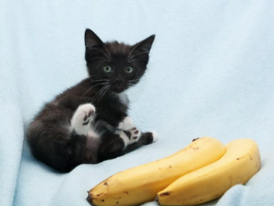 고양이에게 바나나