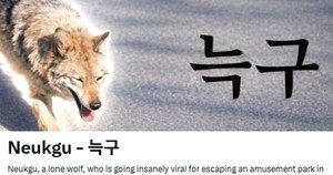 늑구 대전 오월드 탈출 수컷 늑대 청주 드론 수색
