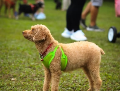 양평 용문산 산나물 축제