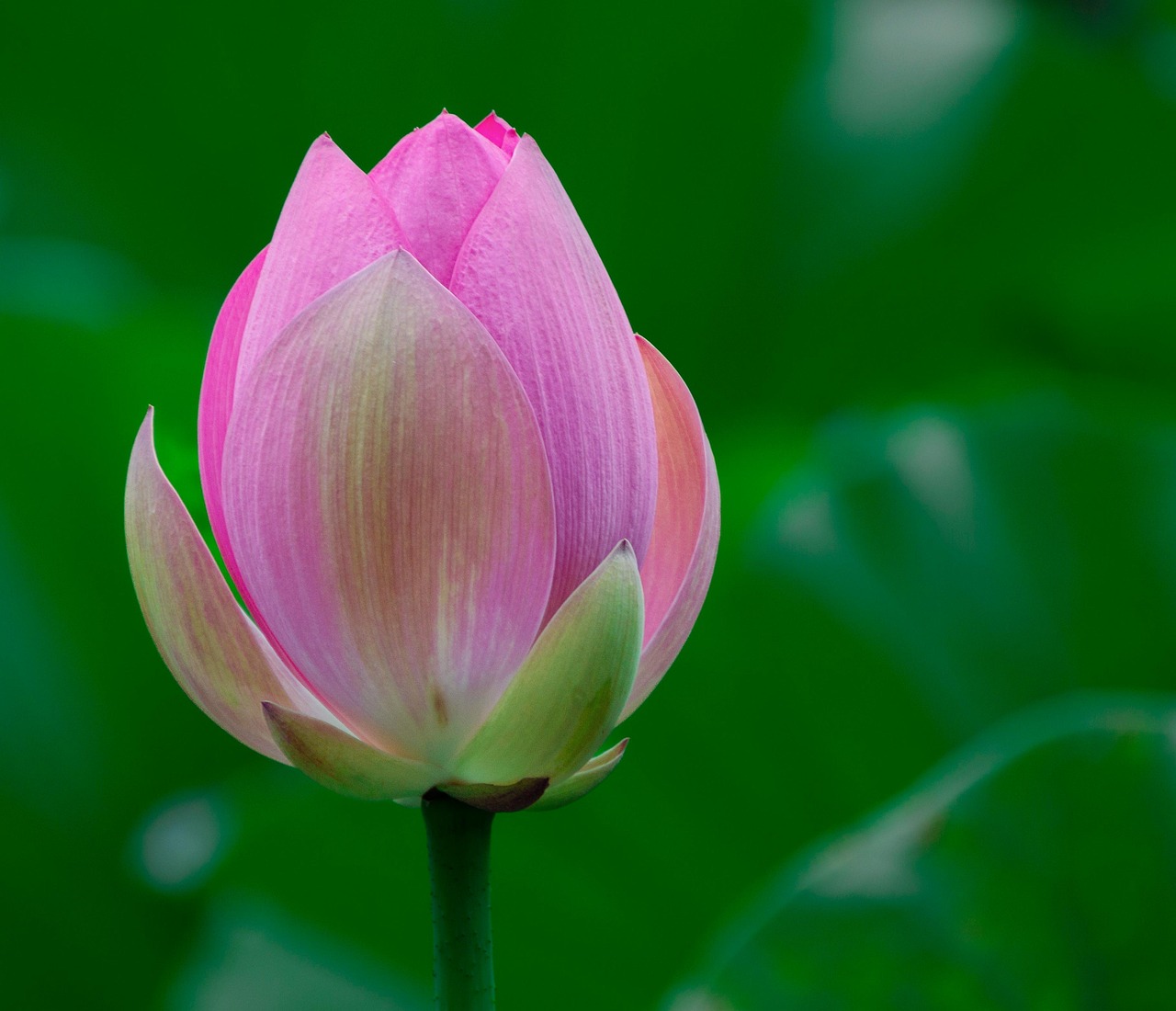 밝게 환하게 솟아오는 연꽃 이미지.
