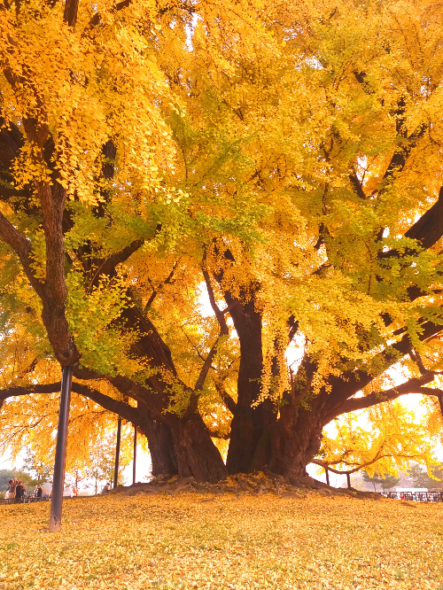 반계리 은행나무, 원주 반계리 은행나무, 반계리 은행나무 주차장, 은행나무 단풍, 은행나무 숲, 단풍절정 시기